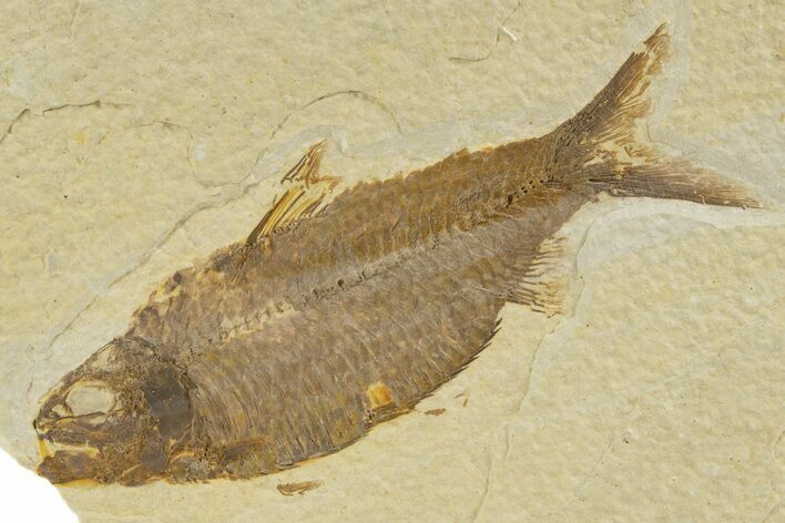 Detailed Fossil Fish (Knightia alta) - Wyoming #331072
